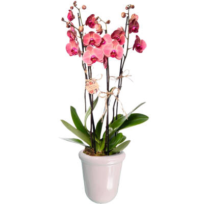 Theebby VSM0065 Seramik Saksı Beyaz - 1