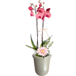 Theebby VSM0065 Seramik Saksı Haki - Theebby