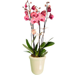 Theebby VSM0065 Seramik Saksı Krem - 1