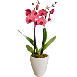 Theebby VSM0079 Seramik Saksı Beyaz 