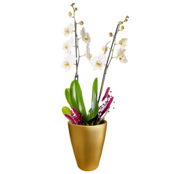 Theebby VSM0079 Seramik Saksı Gold - Theebby