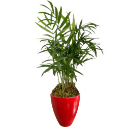 Theebby VSM0079 Seramik Saksı Kırmızı 