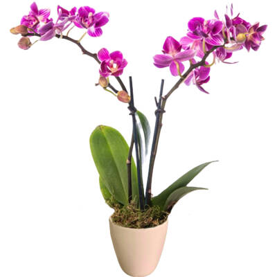 Theebby VSM0079 Seramik Saksı Krem - 1