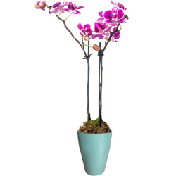 Theebby VSM0079 Seramik Saksı Yeşil 