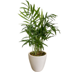 Theebby VSM0090 Seramik Saksı Beyaz 