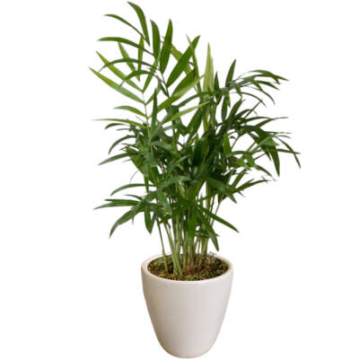 Theebby VSM0090 Seramik Saksı Beyaz - 1