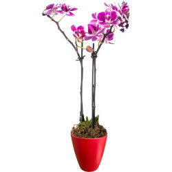 Theebby VSM0090 Seramik Saksı Kırmızı 