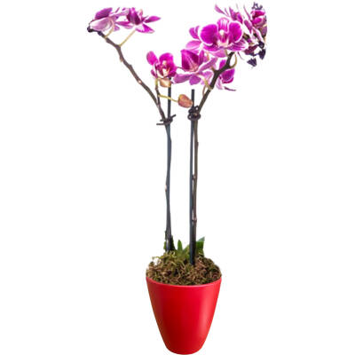 Theebby VSM0090 Seramik Saksı Kırmızı - 1