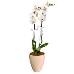 Theebby VSM0090 Seramik Saksı Krem 
