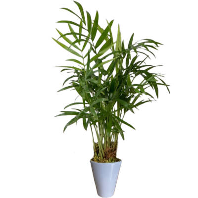 Theebby VSMDC1 Seramik Saksı Gri - 1