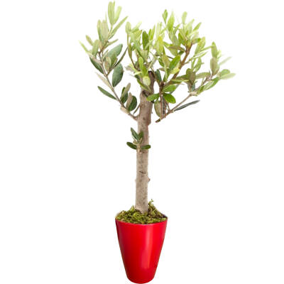 Theebby VSMDC1 Seramik Saksı Kırmızı - 1